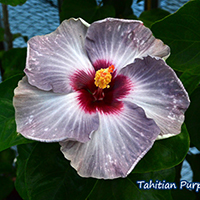 Tahitian Purple Gem